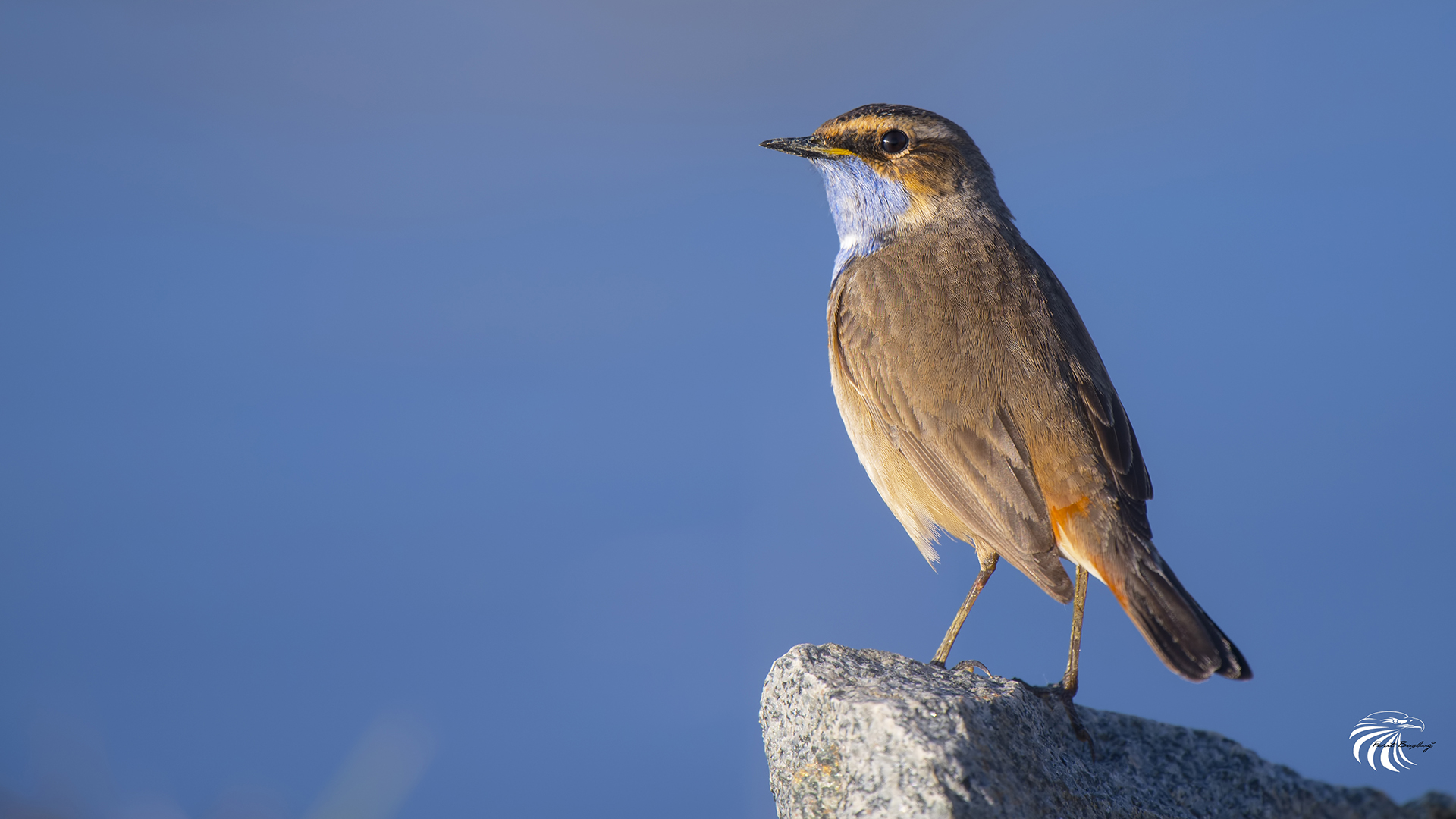 Bluethroat